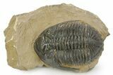 Detailed Hollardops Trilobite - Foum Zguid, Morocco #363168-3